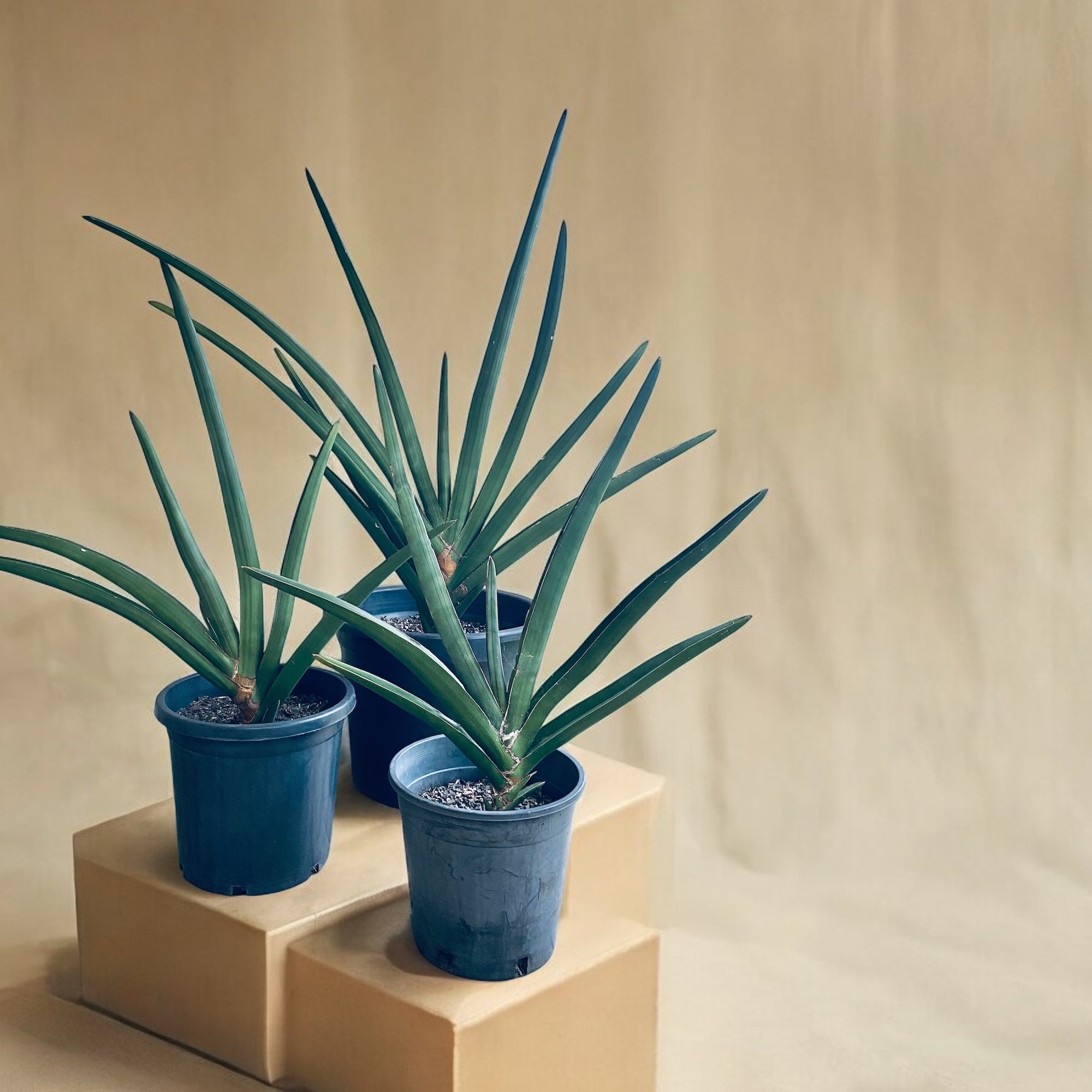 Rare Dracaena hanningtoni - Unique Botanical Treasure | Your Botanical Shop